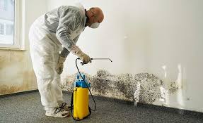 Why You Should Choose Our Mold Remediation Services in Bellingham, WA