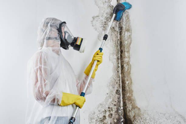 Best Basement Mold Removal  in Bellingham, WA