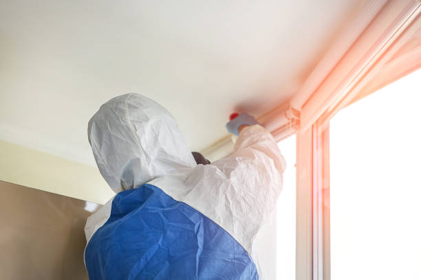 Trusted Bellingham, WA Mold Removal Services Experts