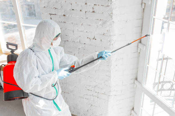 Best Residential Mold Inspection & Testing  in Bellingham, WA